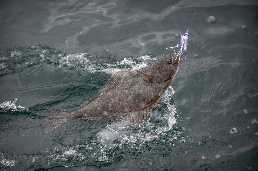 Halibut breaking the surface on a jig, lifted from dark Alaskan water at boatside.