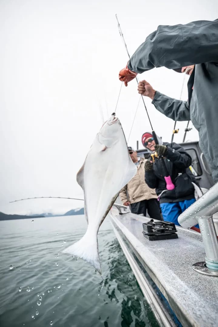 Halibut lifted over the rail of a charter boat, water dripping, anglers watching in background, overcast Icy Strait.