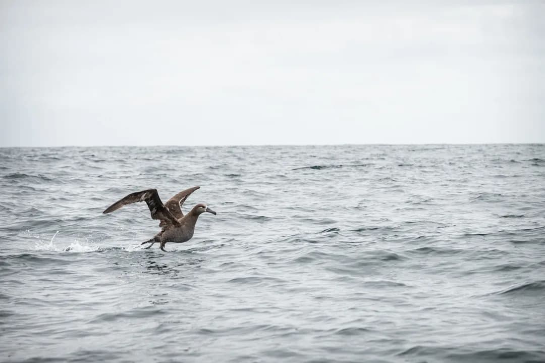 Black-footed albatross lifting off the surface of a gray open-ocean swell, wings fully extended.