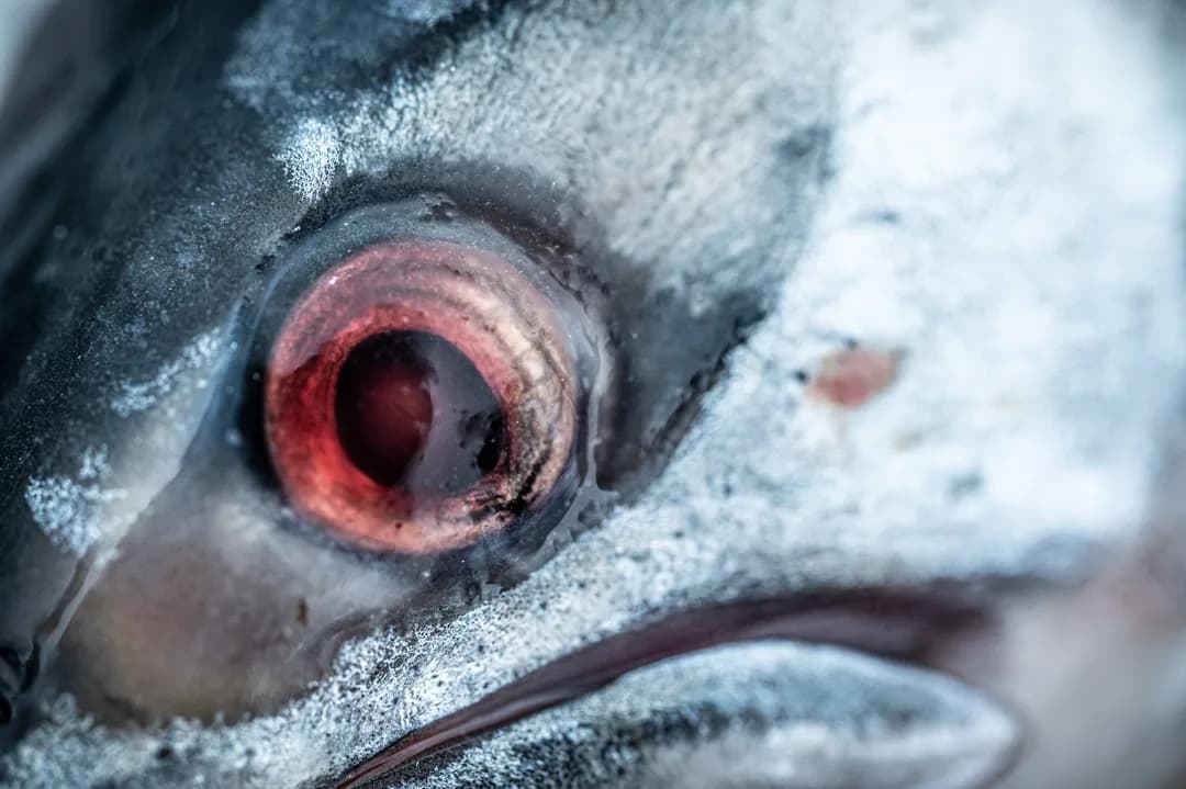Extreme close-up of a silver salmon's eye and jaw, scales catching cold light against a dark background.