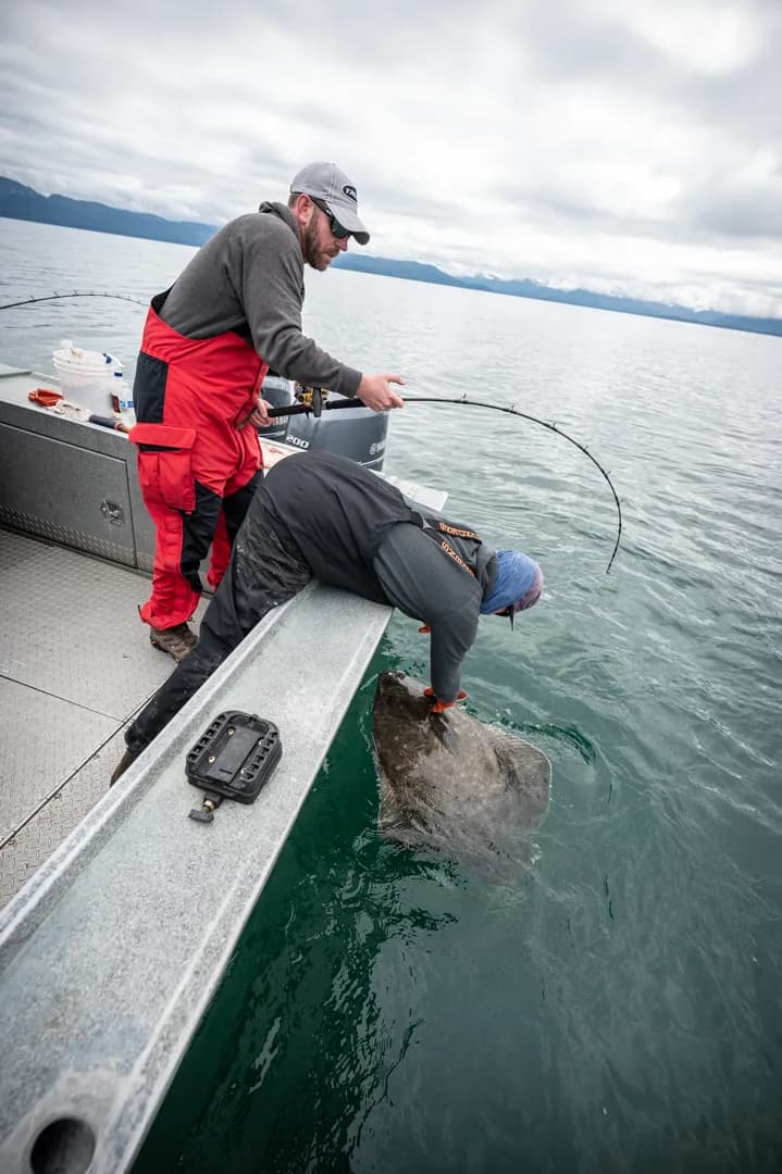 Two anglers lift a large halibut over the gunwale of an aluminum boat, mountains visible across calm Icy Strait water.