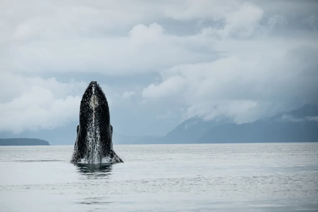 Humpback whale breaching in calm Alaska waters, mountains and overcast sky in background.