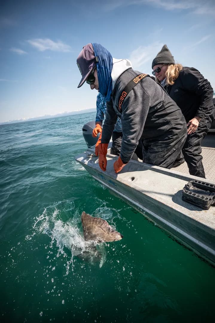 Two anglers lean over the gunnel as a halibut surfaces alongside the aluminum skiff in calm green water.