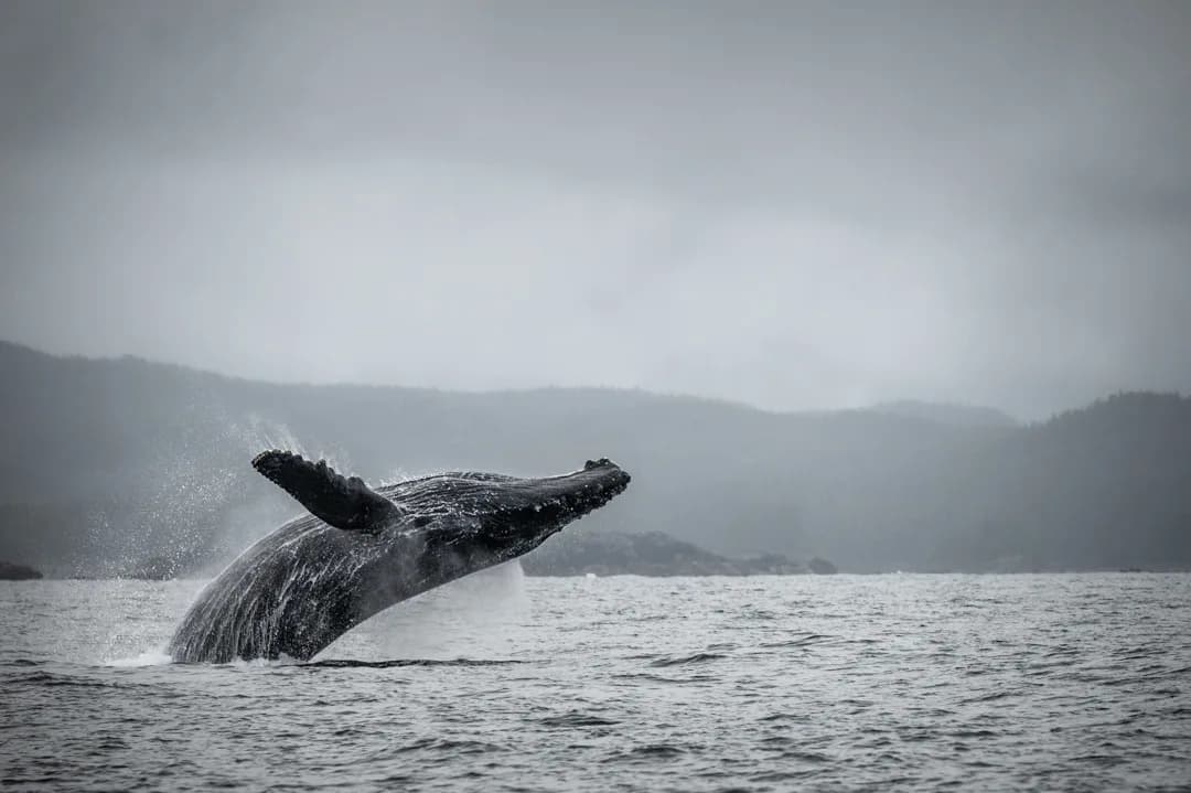 Humpback whale breaching in Icy Strait, mist-covered forested hills and overcast sky in background.