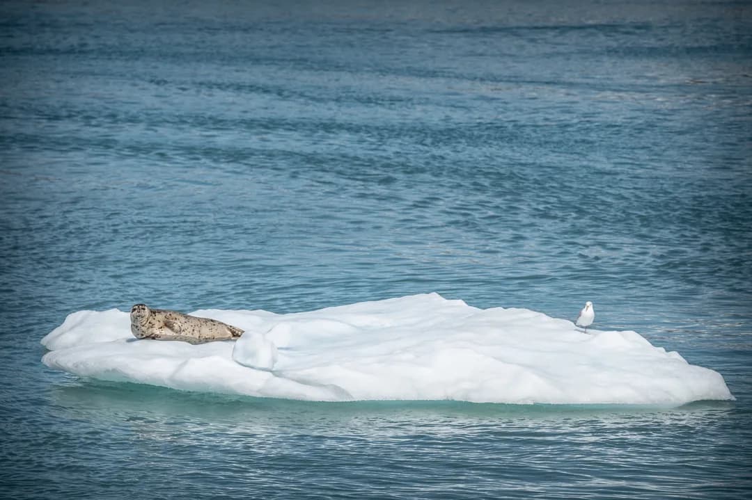 Harbor seal and gull resting on a small ice floe in open blue water, Glacier Bay.