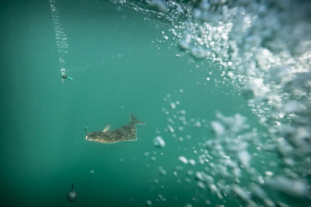 Halibut hooked on a line, photographed underwater in teal green water alongside fishing tackle and surface bubbles.