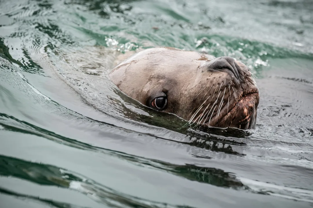 Steller sea lion swimming at the surface, head low in the water, eye in sharp focus