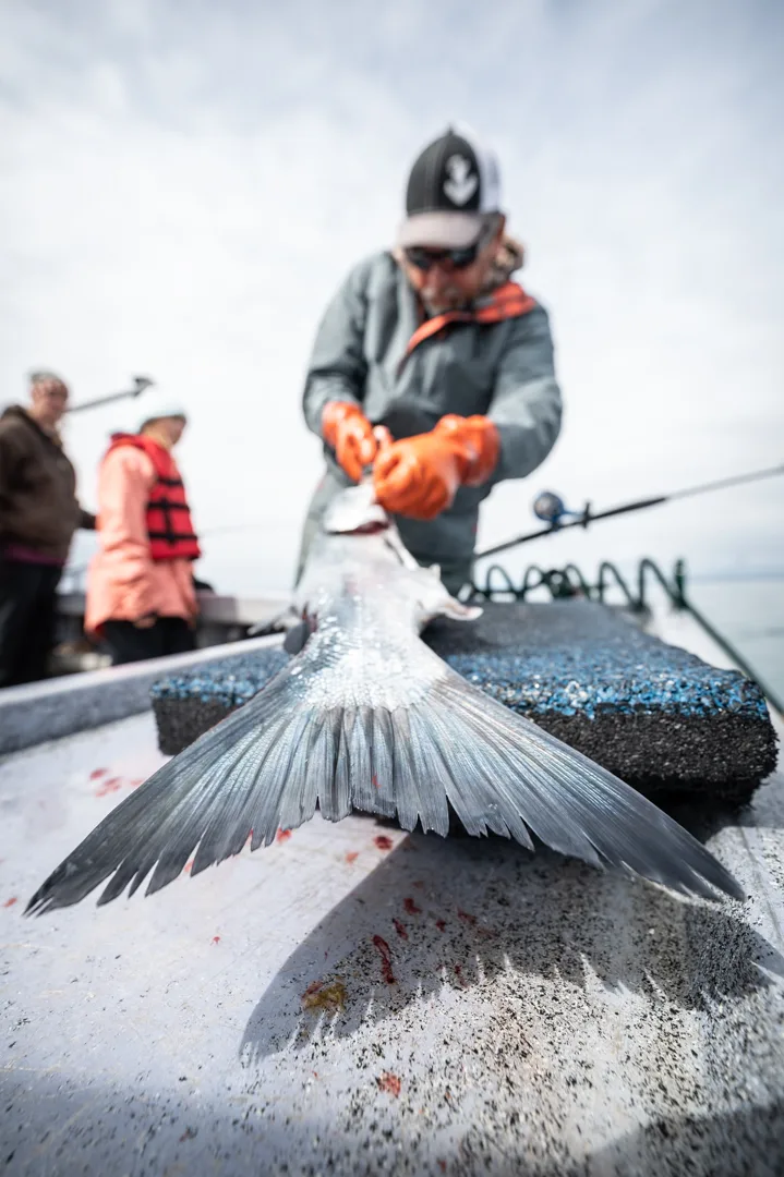 Guide in orange gloves works a halibut on the boat deck, fish tail sharp in the foreground, anglers visible behind.