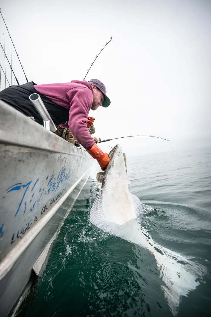 Angler hauling a large halibut over the gunwale of an aluminum charter boat on calm gray water